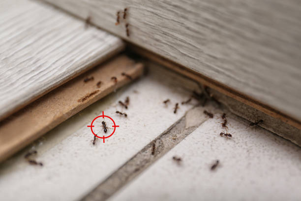 Professional Pest Control in Hagaman, NY
