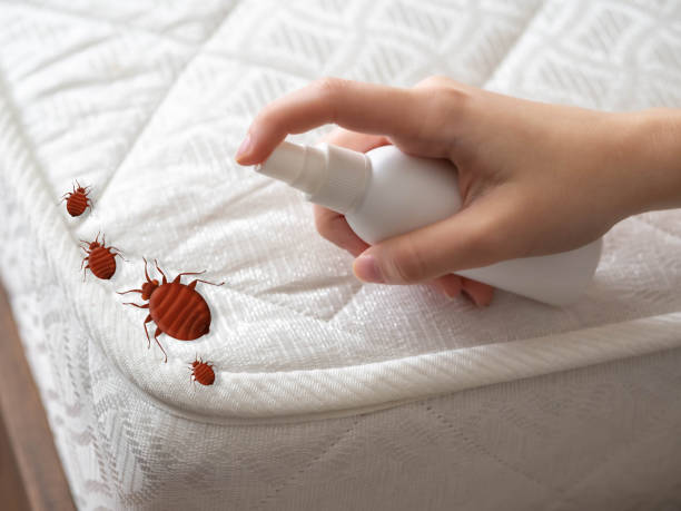 Best Ant Control Services  in Hagaman, NY