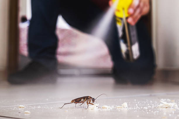 Best Flea Control Services  in Hagaman, NY